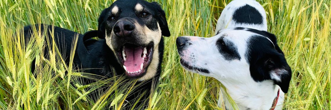 Hund &amp; Granne welche Gefahren bestehen? tier.sein. Mobile